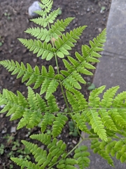 Pteridium latiusculum japonicum