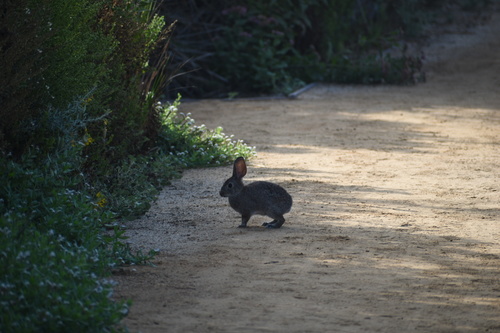 iNaturalist observation photo of Brush Rabbit