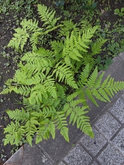 Pteridium latiusculum japonicum