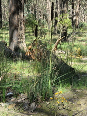 Xanthorrhoea minor