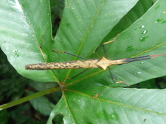 Pseudophasma bispinosum