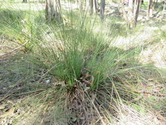 Xanthorrhoea minor