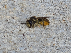 Megachile