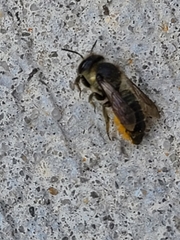 Megachile