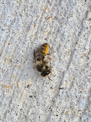 Megachile