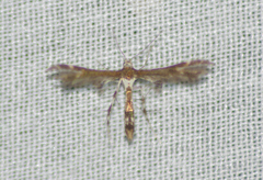 Geina tenuidactylus