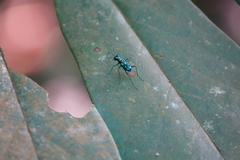 Cylindera versicolor