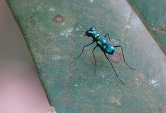 Cylindera versicolor