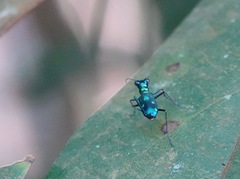 Cylindera versicolor