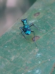 Cylindera versicolor