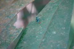 Cylindera versicolor