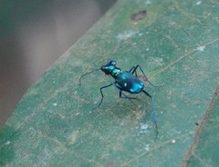 Cylindera versicolor