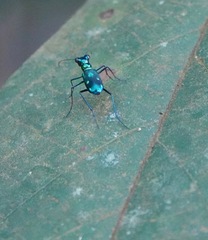 Cylindera versicolor
