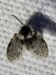Lepiseodina conspicua