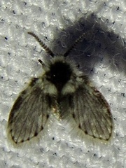 Lepiseodina conspicua