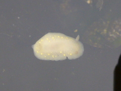 Cadlina modesta