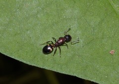 Dolichoderus sibiricus