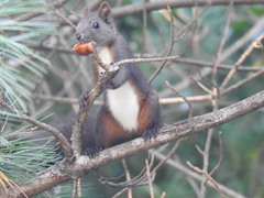 Sciurus vulgaris