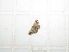 Psilalcis galsworthyi