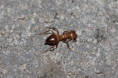 Crematogaster egidyi