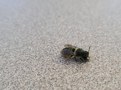 Megachile