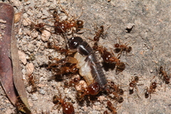Pheidole megacephala