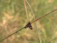 Amata nigriceps