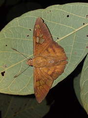 Nascus phocus
