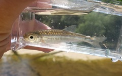 Notropis telescopus