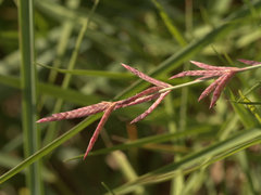 Eragrostis interrupta