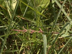 Eragrostis interrupta