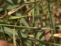 Eragrostis interrupta