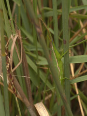 Atractomorpha australis