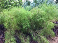 Muhlenbergia dumosa