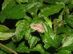 Throana pectinifer