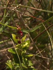 Rhagodia candolleana