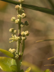 Rhagodia candolleana