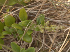 Rhagodia candolleana