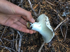 Russula cascadensis