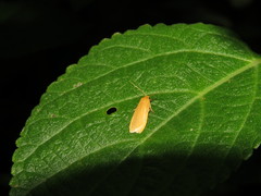 Danielithosia immaculata