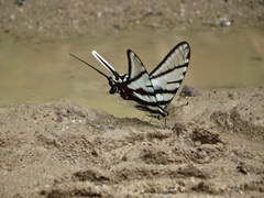 Protographium epidaus
