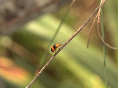 Aulacophora hilaris
