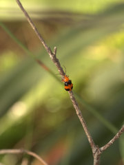 Aulacophora hilaris