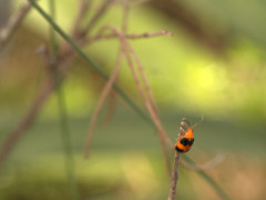 Aulacophora hilaris