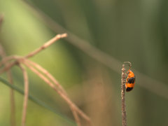 Aulacophora hilaris