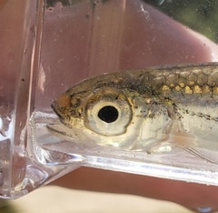 Notropis telescopus