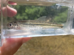 Notropis telescopus