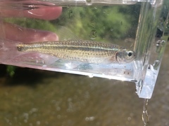 Notropis telescopus