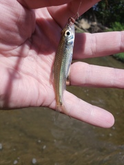 Notropis telescopus