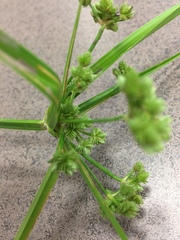 Cyperus virens